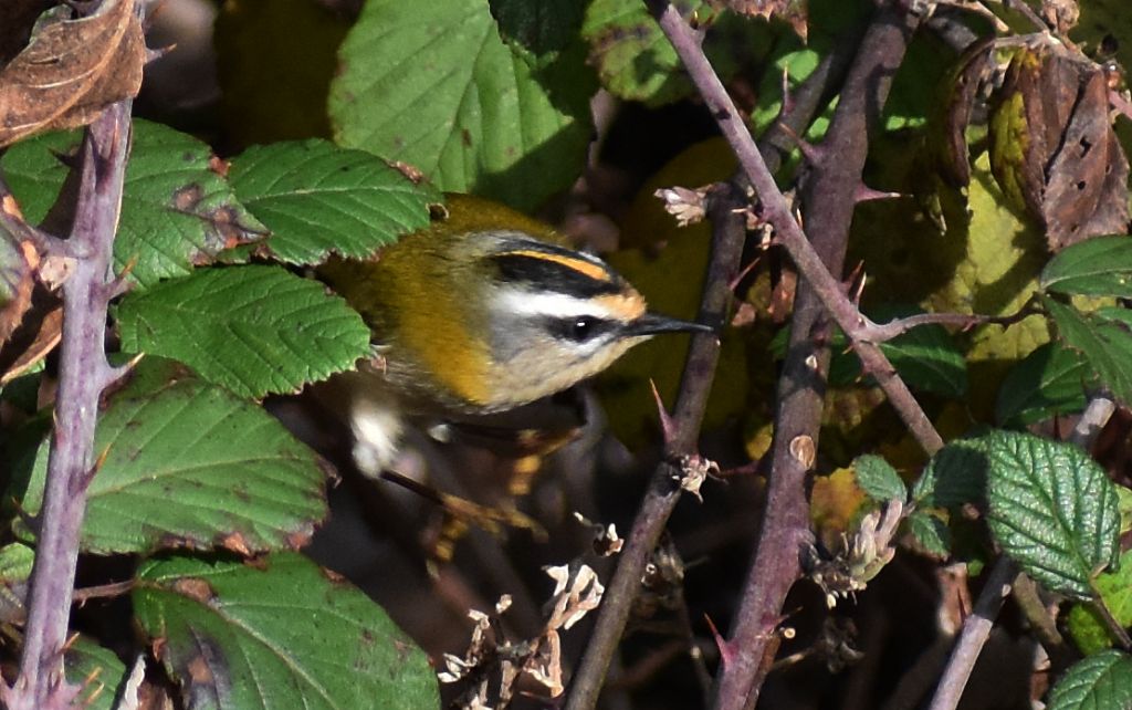 Fiorrancino (Regulus ignicapilla)